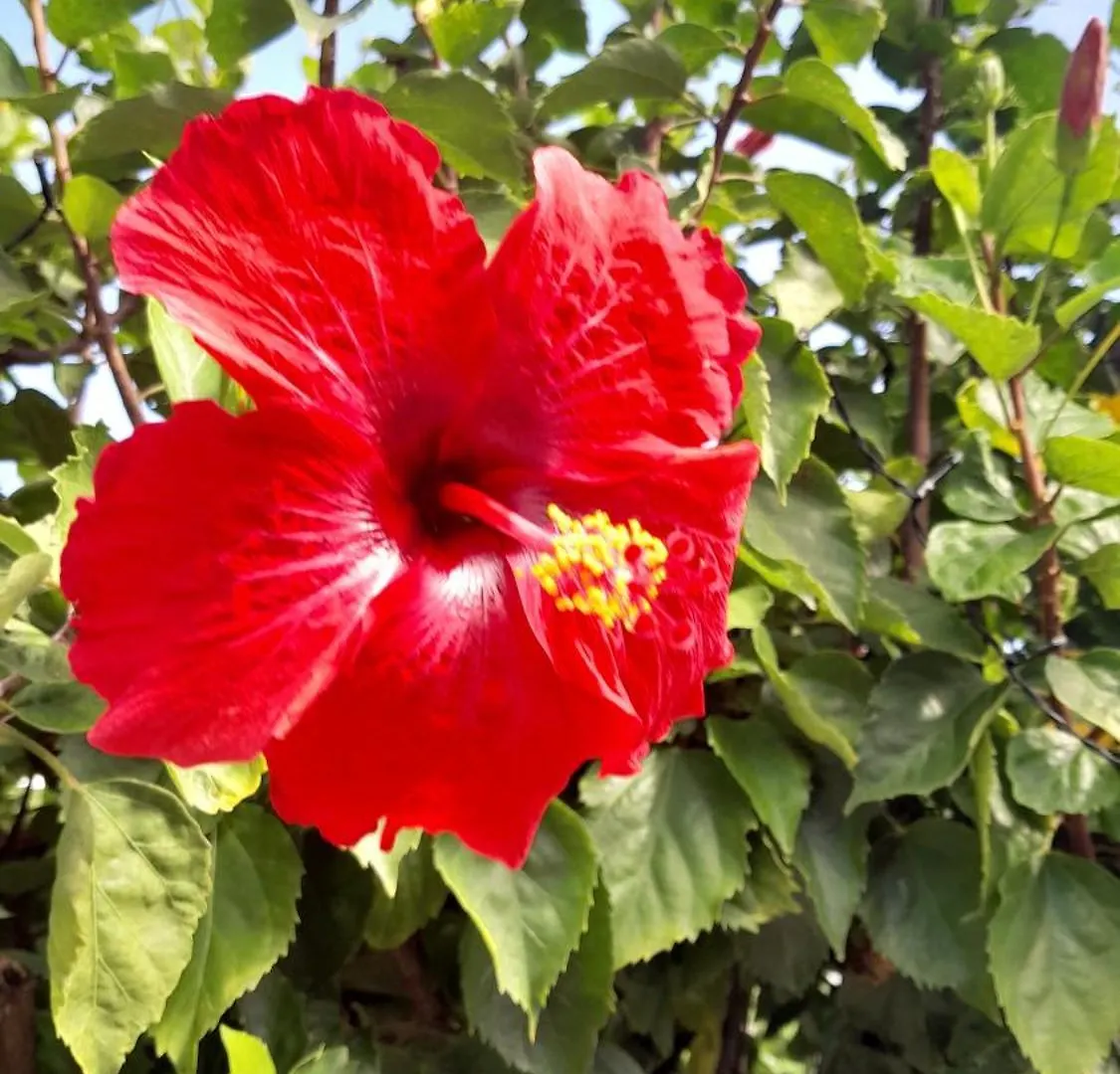 Appartement Le Jardin Fleuri à Sainte-Anne  Guadeloupe