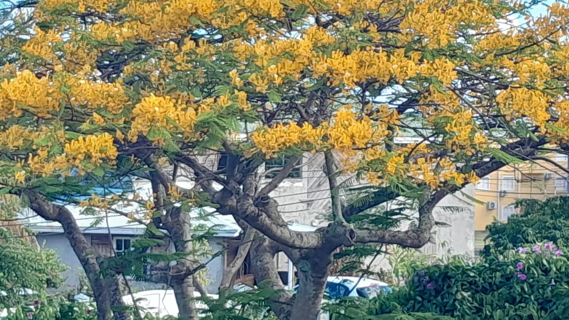 Appartement Le Jardin Fleuri à Sainte-Anne